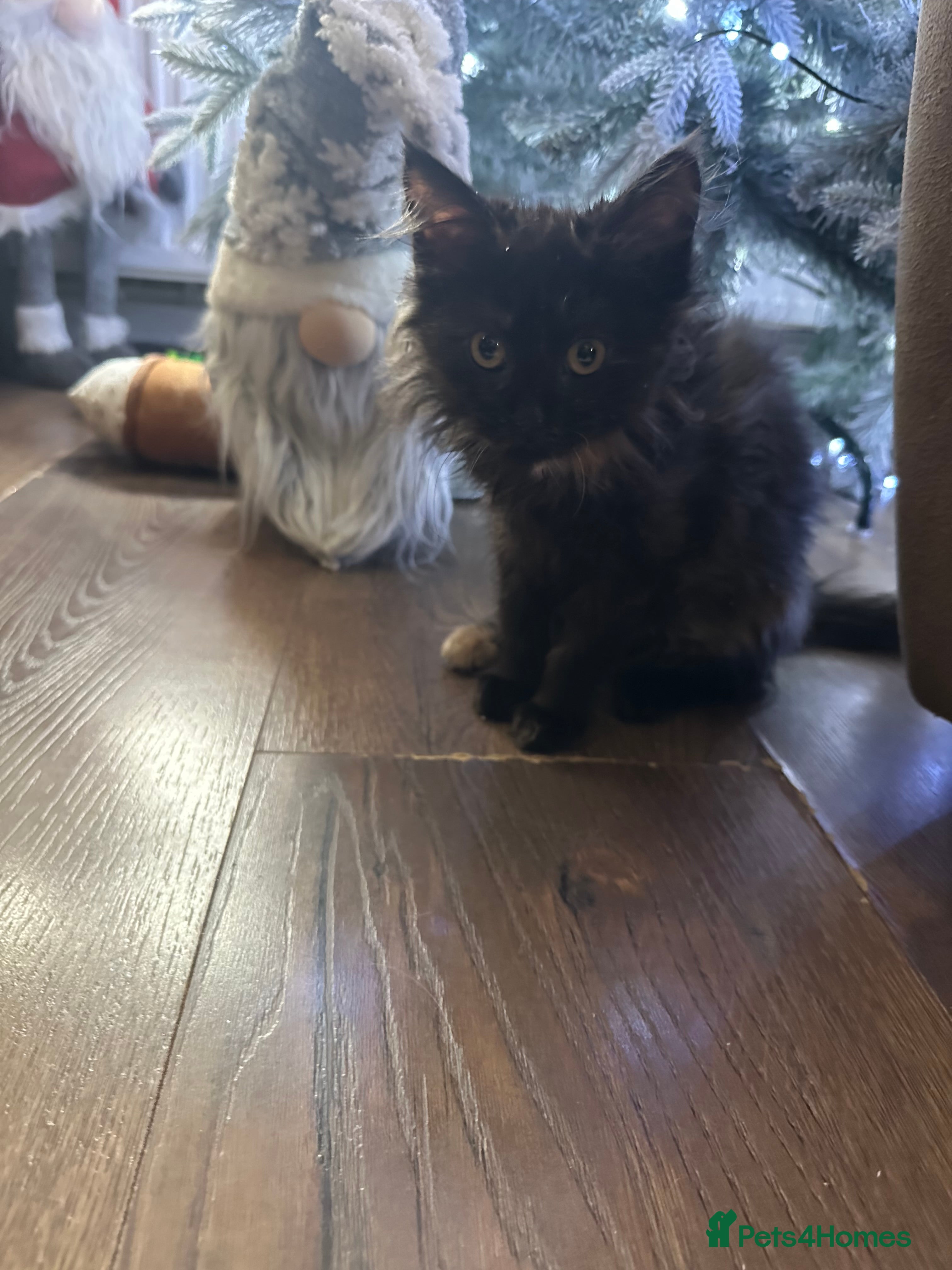 Maine Coon cats Mainecoon  - Advert 17