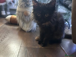 Maine Coon cats Mainecoon - Advert 1