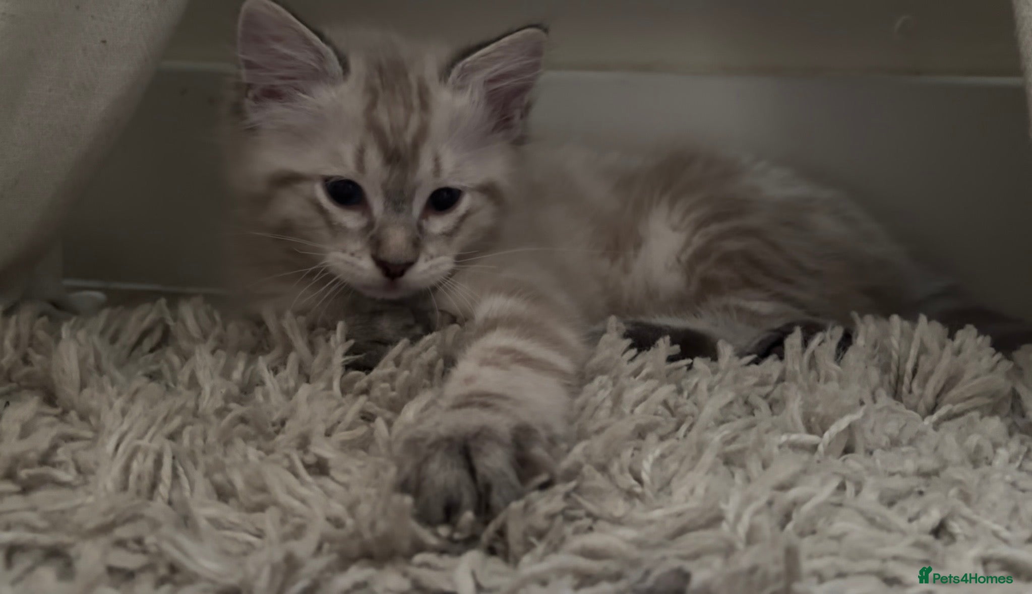Ragdoll cats ✨ READY SOON ✨ Ragdoll Siberian Kittens - Advert 2