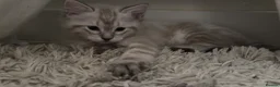 Ragdoll cats for sale: ✨ Ready now ✨ Ragdoll Siberian Kittens - Advert 22
