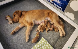 Golden Retriever dogs for sale: We have 5 boys and 3 girls Golden remaining 🐾 - Image 2