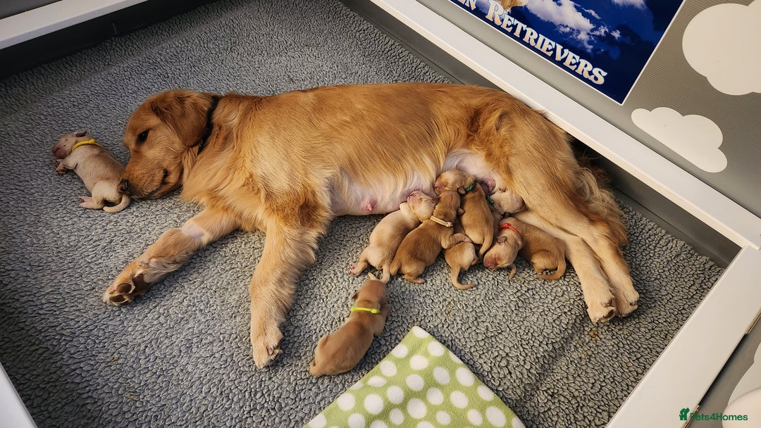 Golden Retriever dogs for sale: We have 5 boys and 3 girls Golden remaining 🐾 - Image 2
