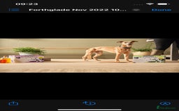 Whippet dogs for stud: Whippet Stud – Rhylan Chunk (Bandi)  - Image 4