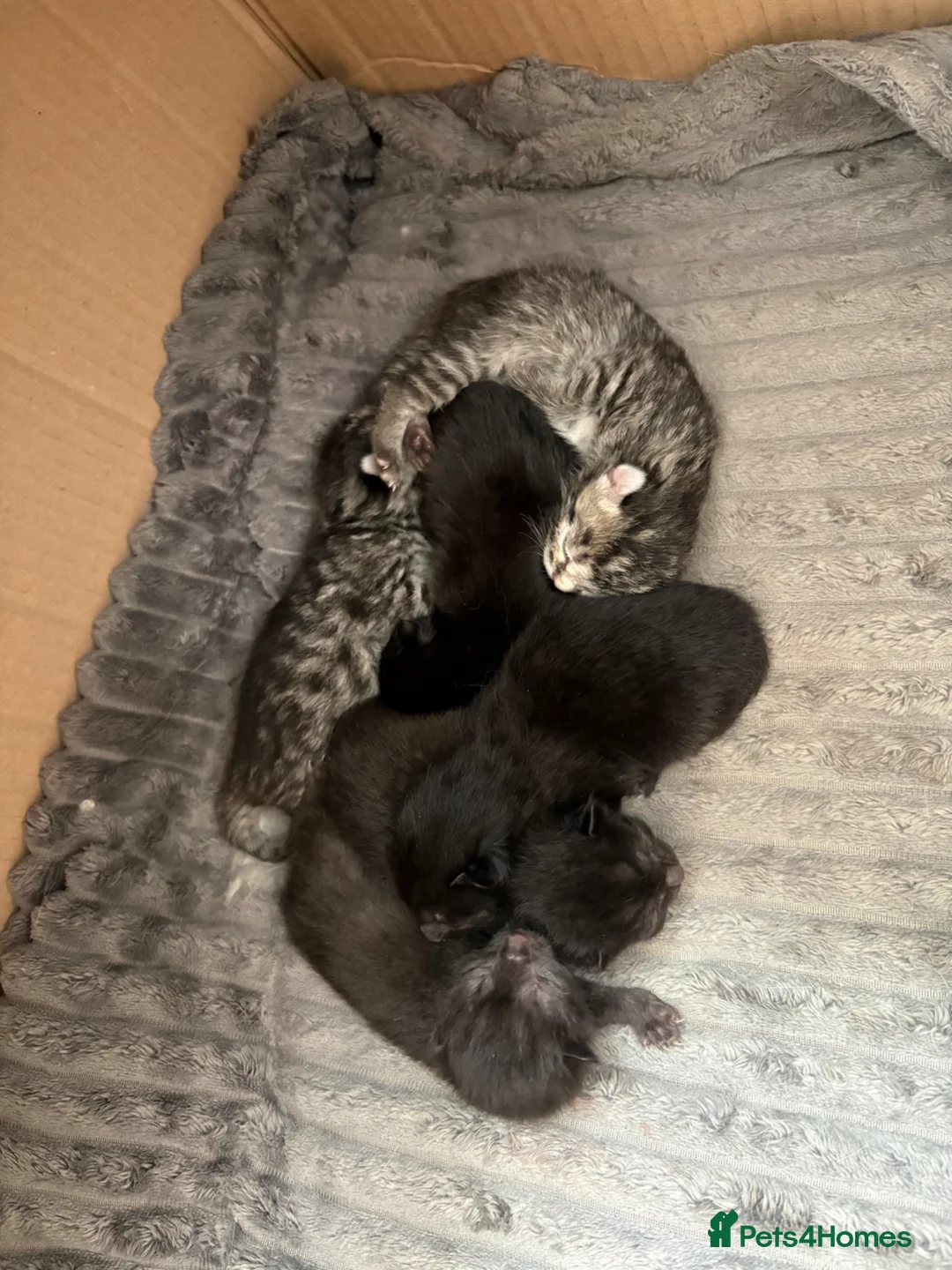 Ragdoll cats for sale: Ragdoll mix  - Advert 2