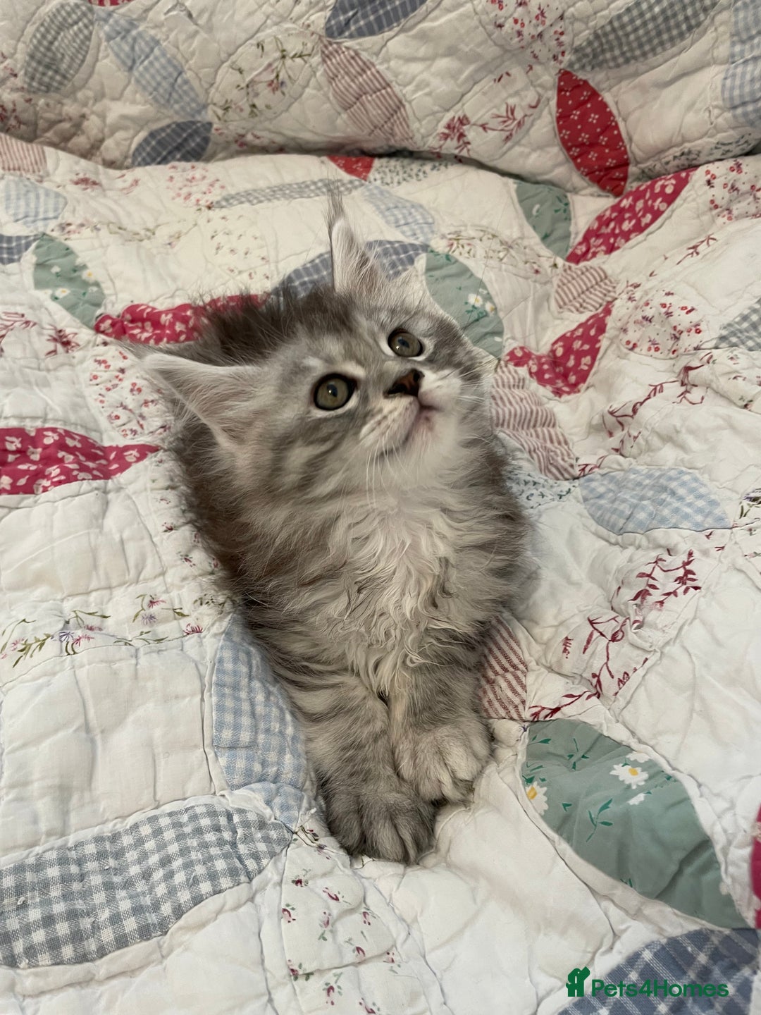Maine Coon cats for sale: GCCF Pedigree Maine Coon Kittens champion line  - Image 6