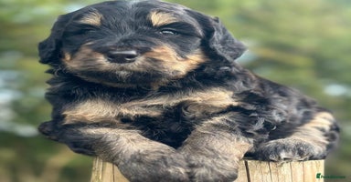 Bernedoodle dogs - Advert 1
