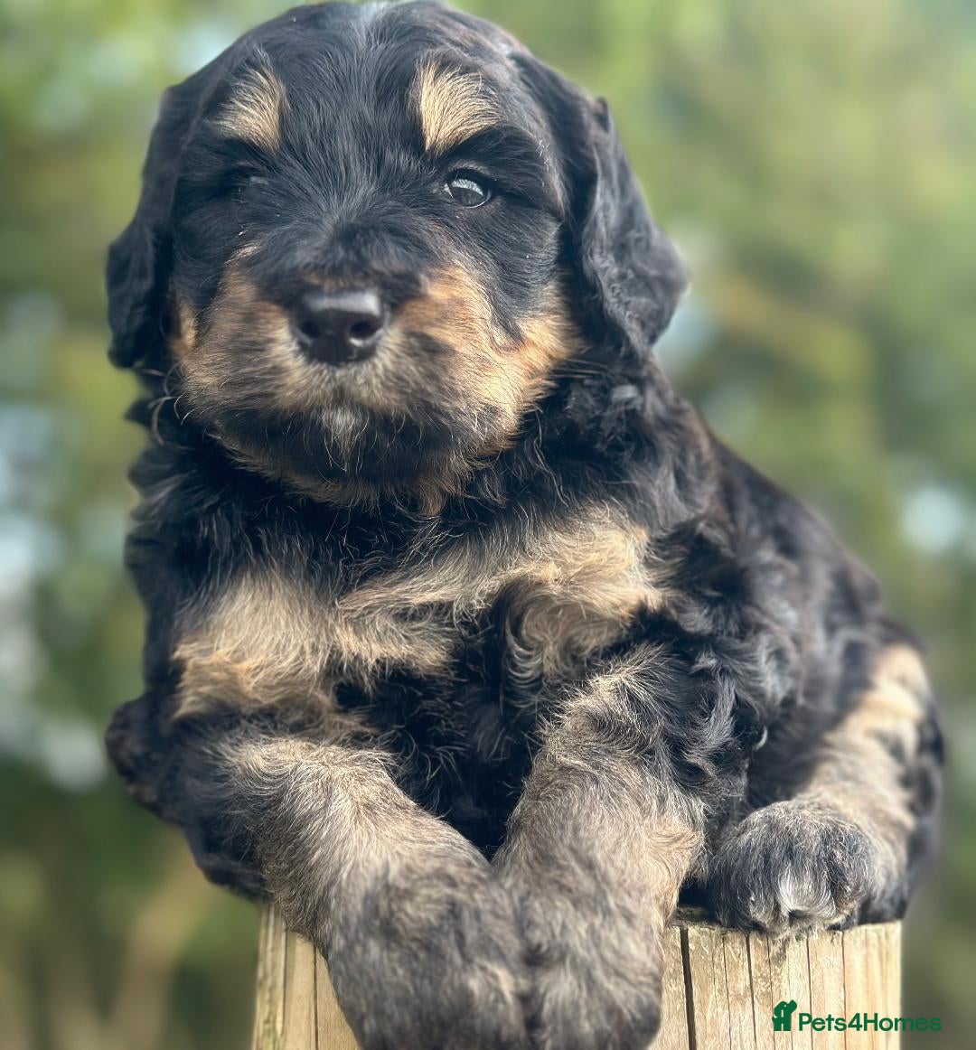 Bernedoodle dogs for sale: F1B STANDARD  BERNADOODLE LAST FEW - Image 8