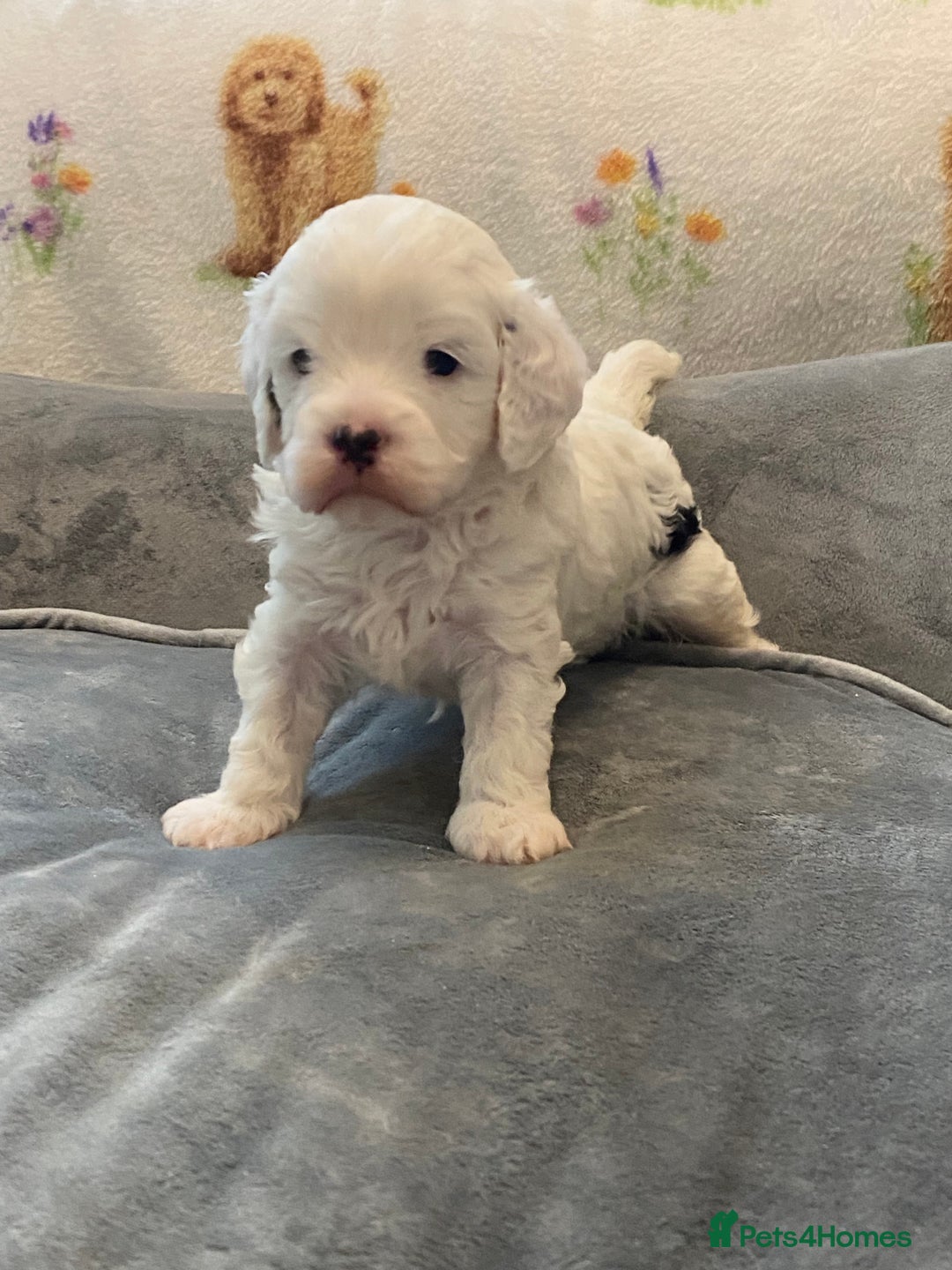 Cavapoo dogs for sale: Super cute, health tested, friendly Cavapoo pups  - Image 26