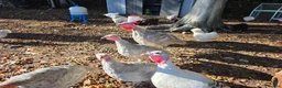 Turkeys poultry for sale: A pair of Slate Turkeys- Mr & Mrs in Liss - Advert 3