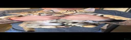 Bengal cats for sale: Beautiful Bengal cross kittens  - Advert 28