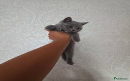 British Shorthair cats for sale: Cute British Shorthair Kittens Ready for go - Image 8