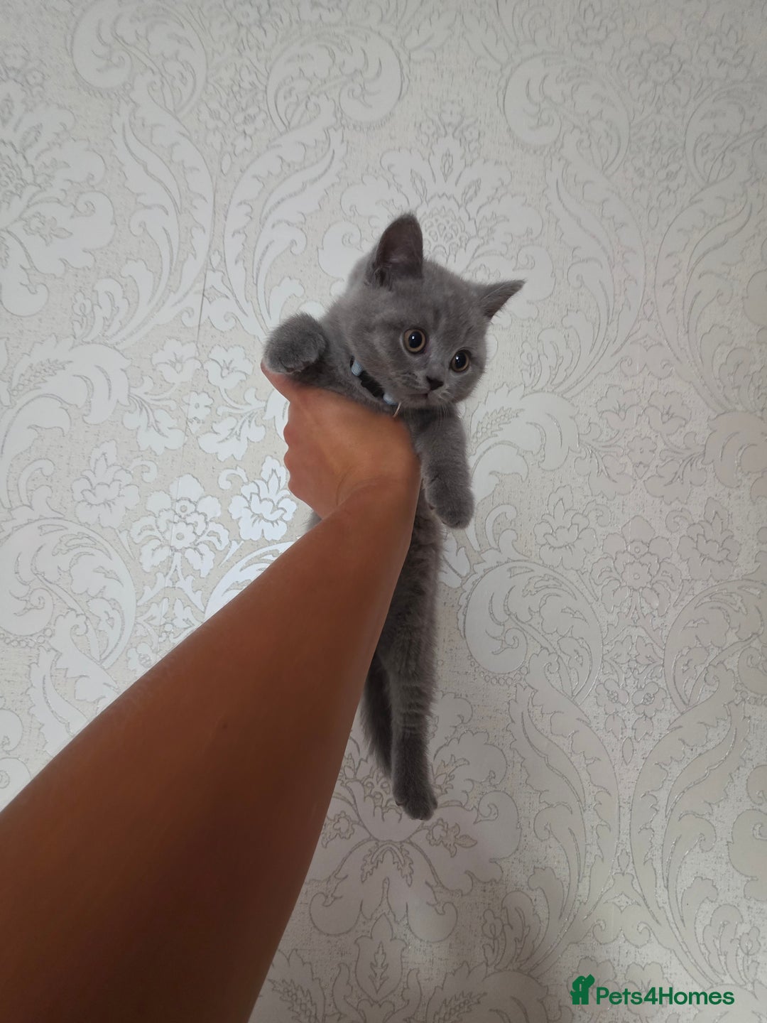 British Shorthair cats for sale: Cute British Shorthair Kittens Ready for go - Image 8