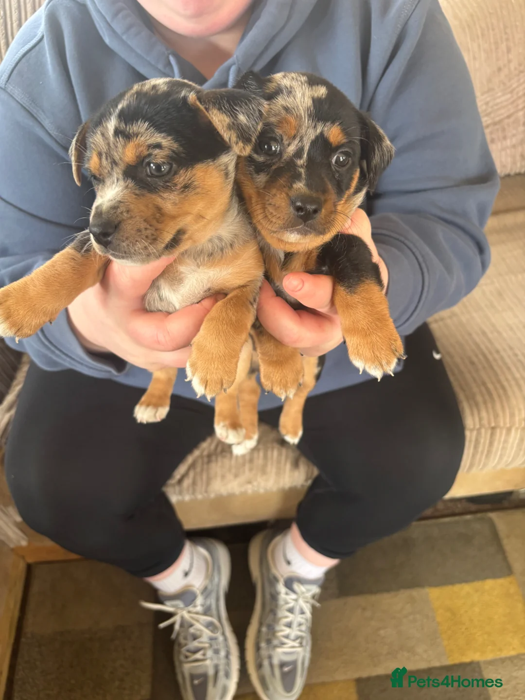 Jack Russell dogs for sale: 2 Blue Mearl bitches for sale - Advert 5