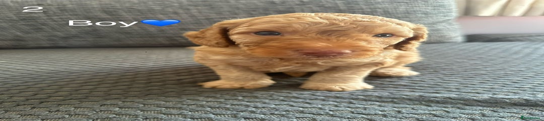 Cockapoo Puppy 3