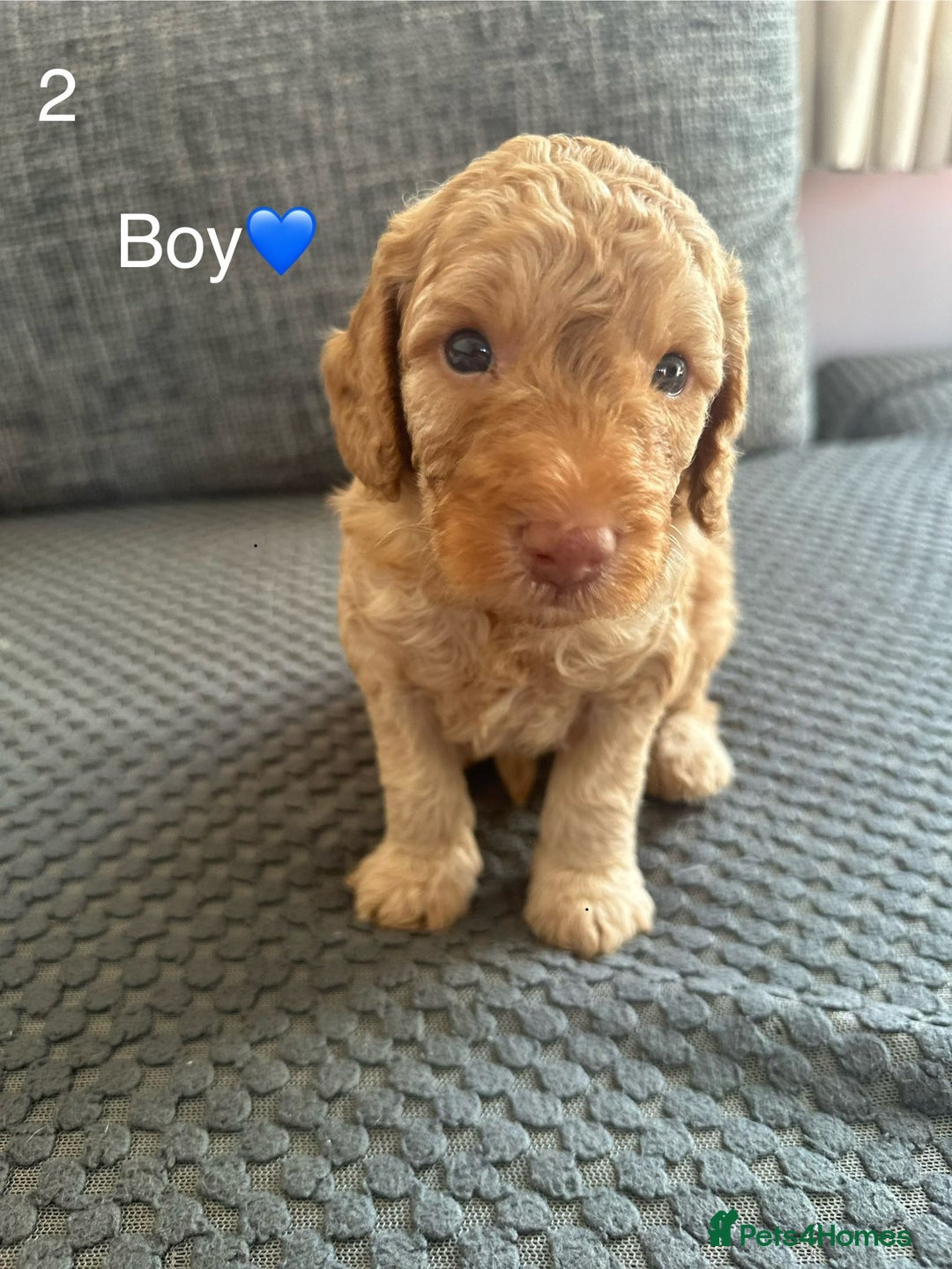Cockapoo dogs for sale: Cockapoo Pups - Image 14