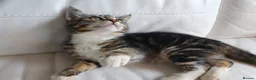 Maine Coon cats for sale: 2 Maine Coon Cross kittens for sale - Advert 11