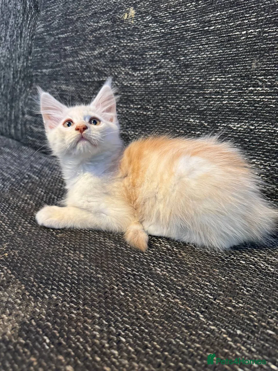 Maine Coon cats for sale: TICA registered purebred Maine Coon kittens - Advert 10