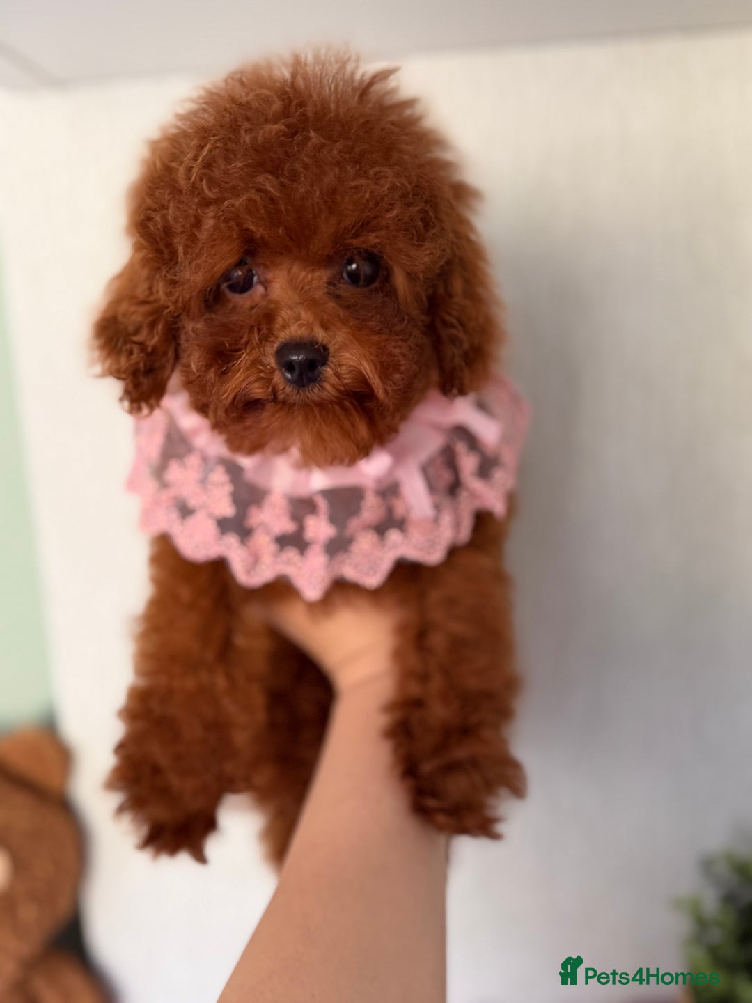 Poodle dogs for sale: Asian girl looking for 🏡 - Advert 9