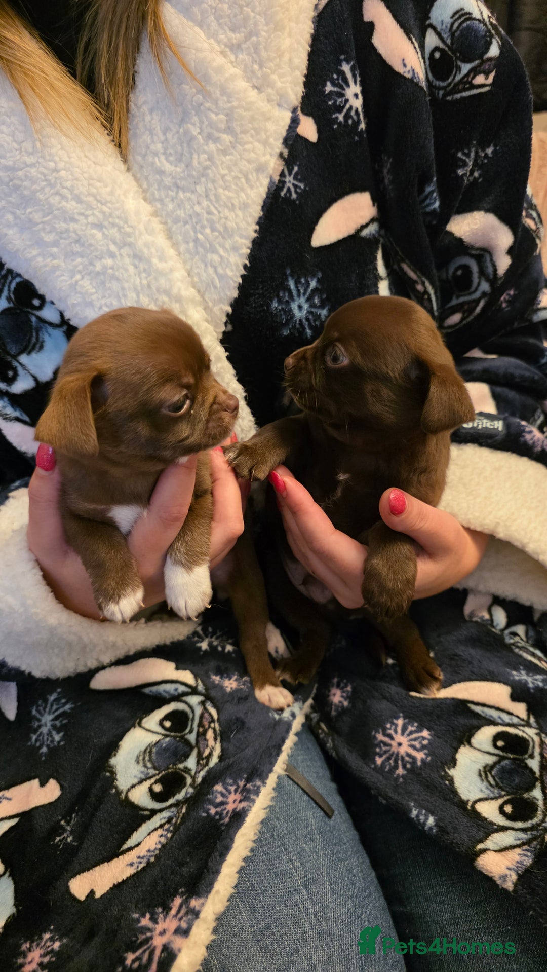 Chihuahua dogs for sale: Stunning Chocolate Chihuahua Puppies 🐶  - Image 1