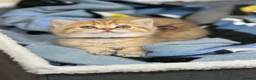 British Shorthair cats for sale: Adorable TICA British Shorthair kittens  - Advert 17