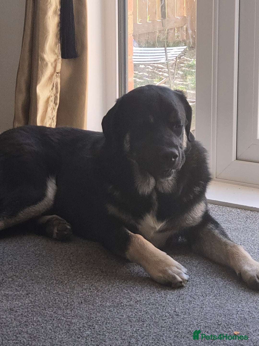 Mixed Breed dogs for sale: Caucasian shepherd/Cane corso  - Image 1