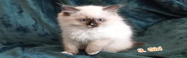 Ragdoll 3