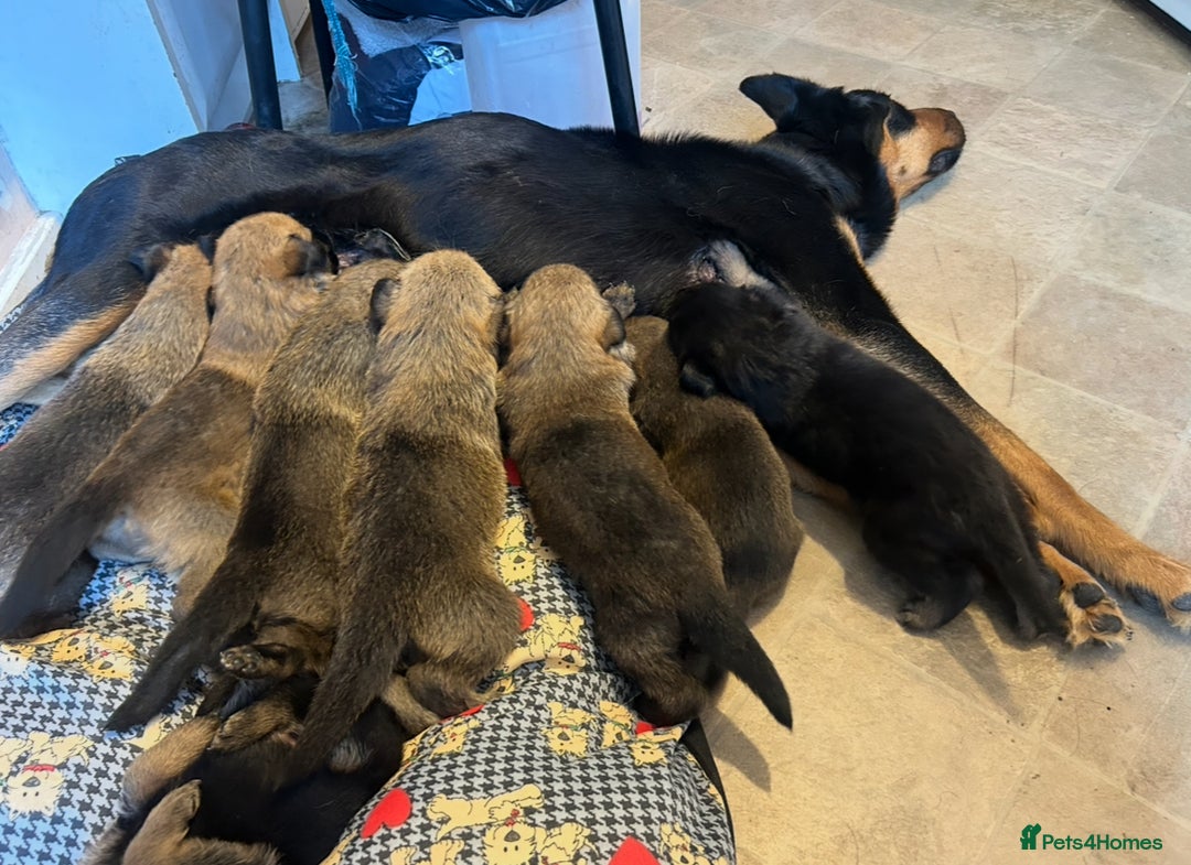 Mixed Breed dogs for sale: Belgian malinois x Rottweiler pups  - Image 8