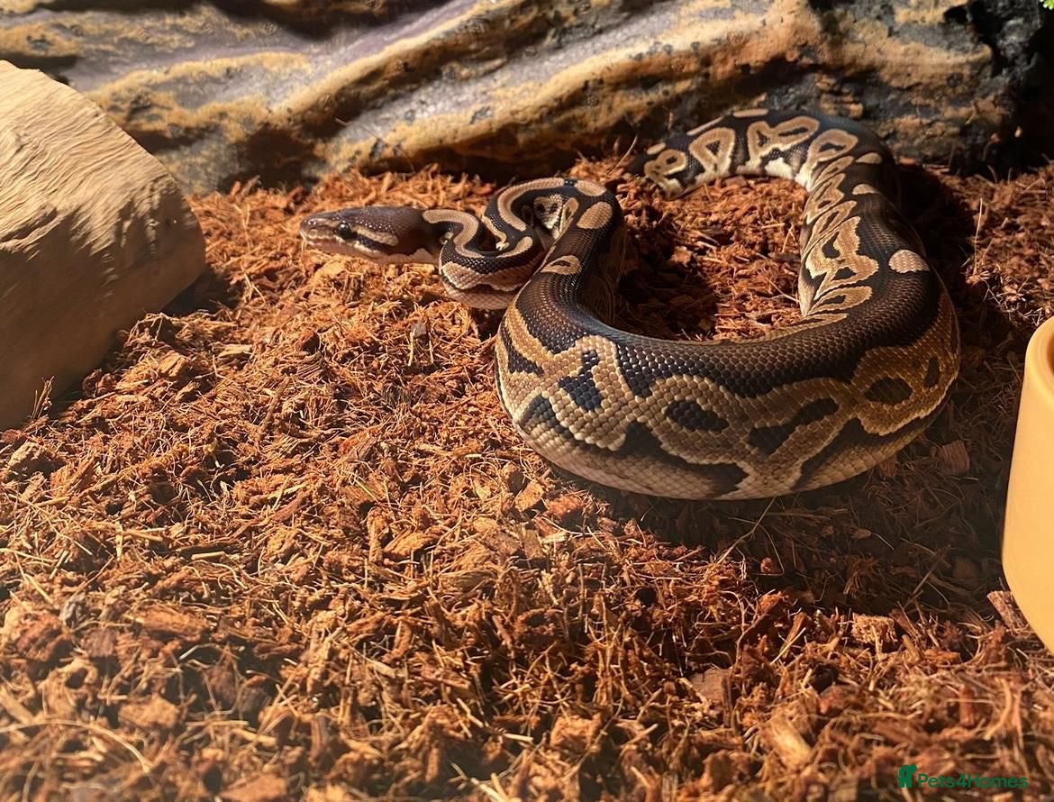 Python Snake reptiles Male Ball Python Snake - Advert 2
