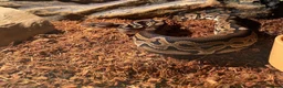 Python Snake reptiles for sale: Male Ball Python Snake in London - Advert 1