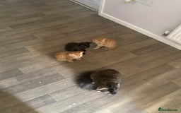 Domestic Shorthair cats for sale: Ginger, black+white kittens 5 months old for sale - Image 9
