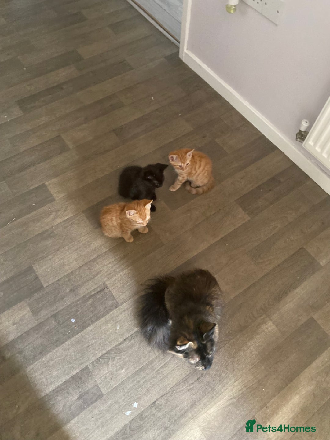 Domestic Shorthair cats for sale: Ginger, black+white kittens 5 months old for sale - Image 9