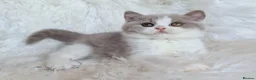British Shorthair cats for sale: Gorgeous loving purr machines  - Advert 17
