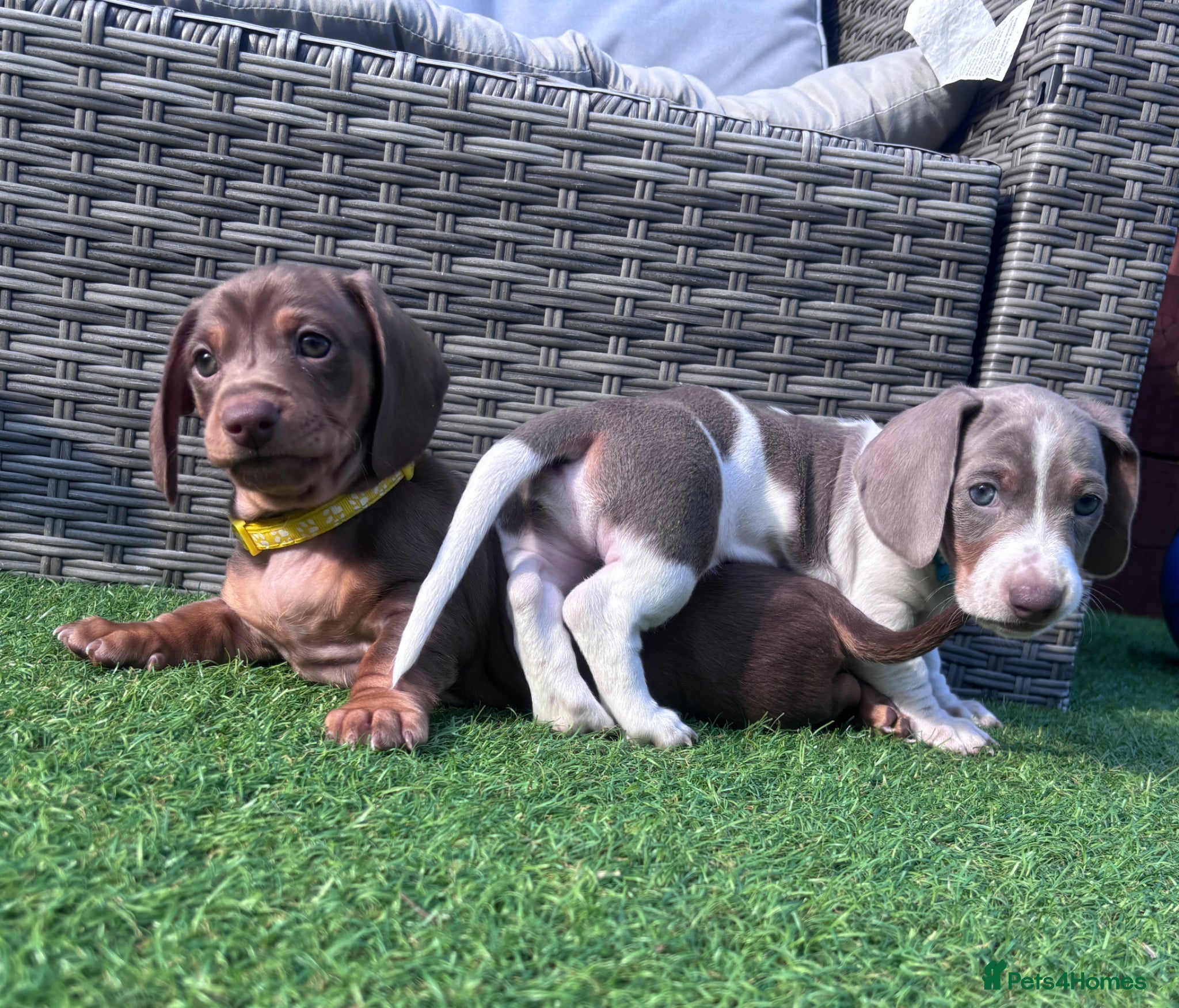 Miniature Dachshund dogs Miniature Dachshund Puppies  - Advert 10