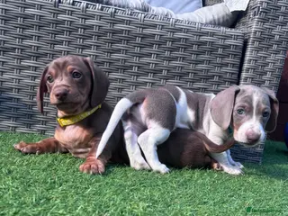 Miniature Dachshund dogs Miniature Dachshund Puppies - Advert 10
