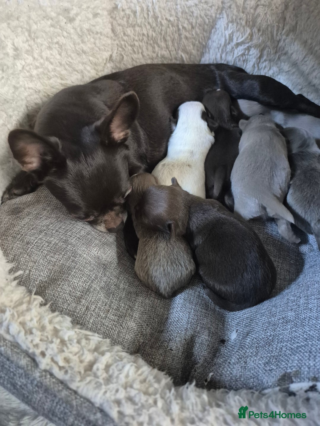 Chihuahua dogs for sale: KC chihuahua puppies  - Advert 17