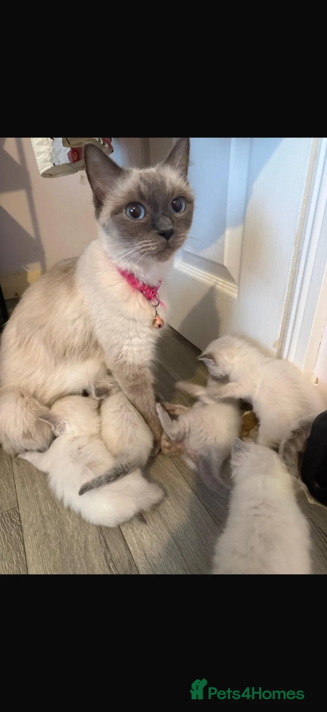 Ragdoll cats for sale: Stunning litter of pure ragdoll kittens  - Advert 18