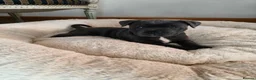 Staffordshire Bull Terrier dogs for sale: Premium RKC Staffordshire Bull Terrier Puppies 3 in Peterborough - Advert 39
