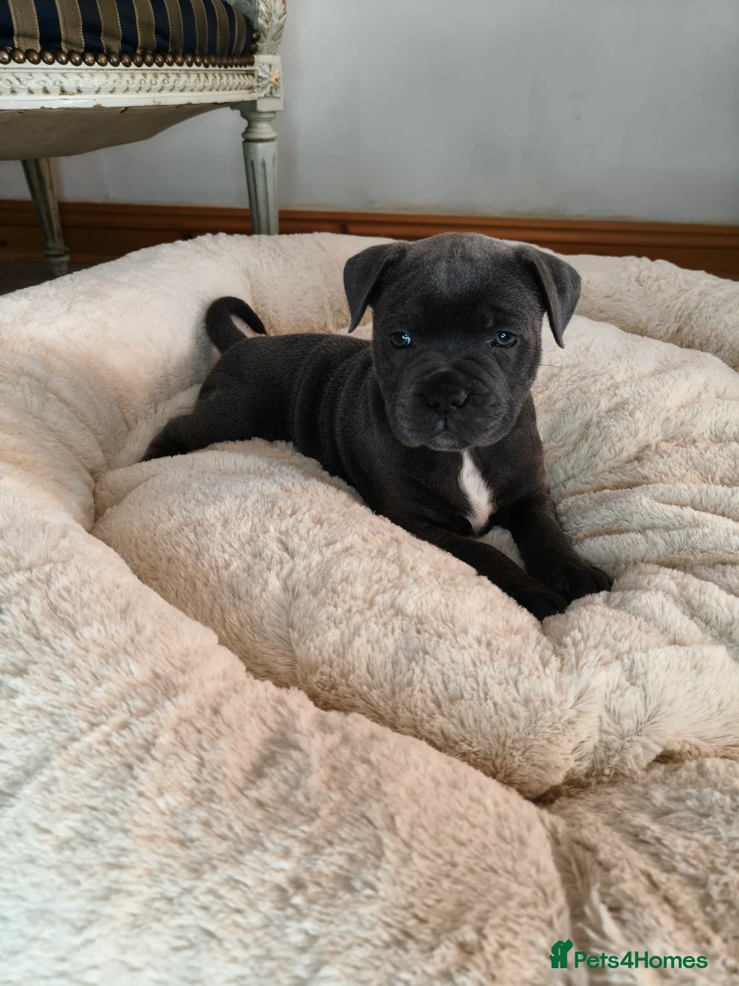 Staffordshire Bull Terrier dogs for sale: Premium RKC Staffordshire Bull Terrier Puppies 3 in Peterborough - Advert 39