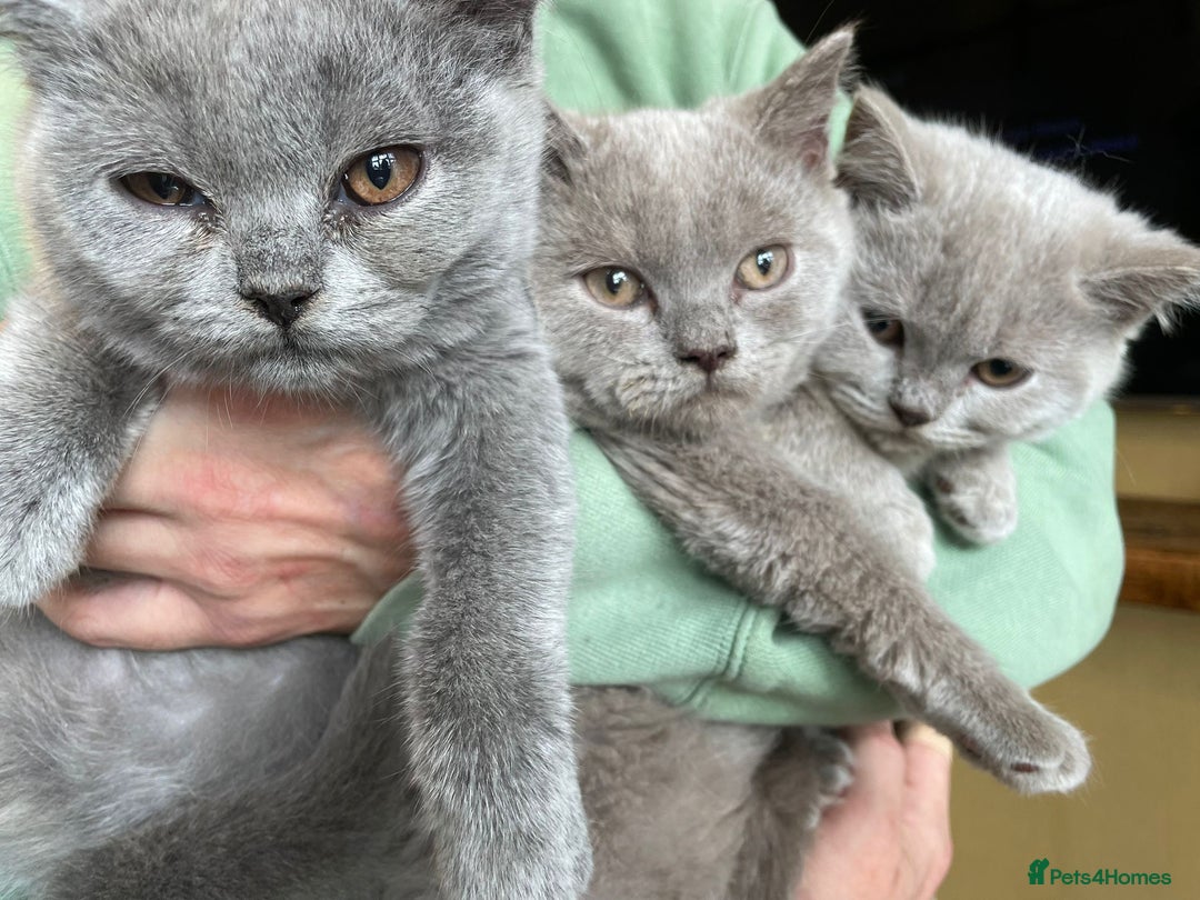 Scottish Fold cats for sale: Beautiful scotish fold straight ear kittens 🐱 ❤️ in Altrincham - Image 31