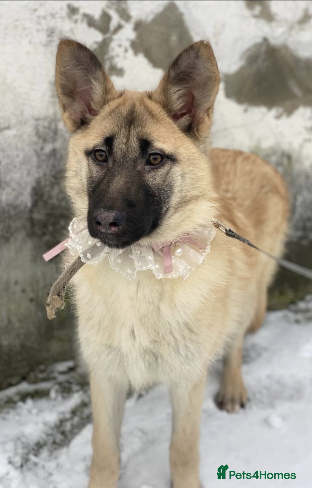 Mixed Breed dogs ❤️JILLY❤️ 8 months old gentle puppy girl - Advert 2