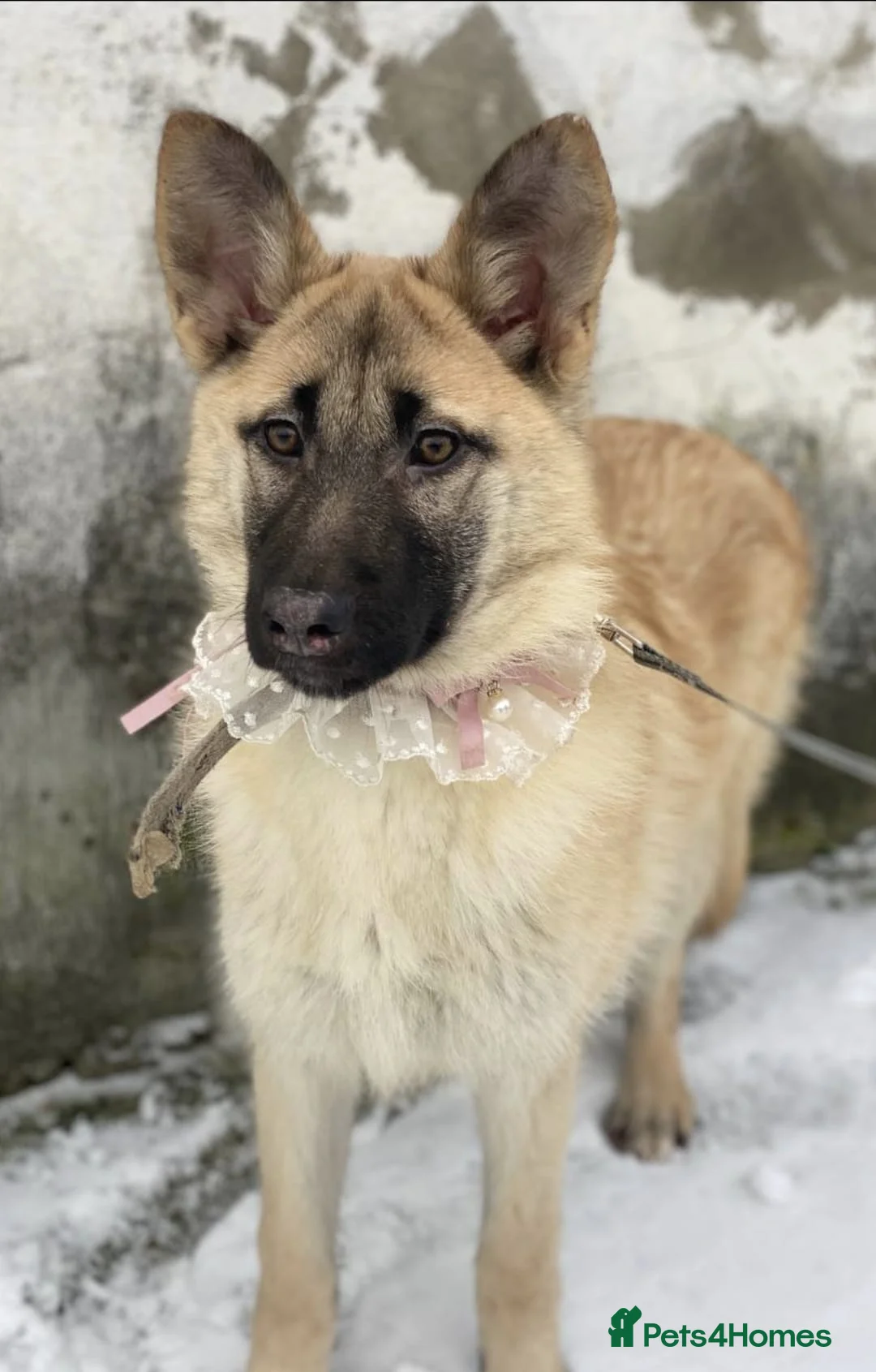 Mixed Breed dogs for adoption: ❤️JILLY❤️ 8 months old gentle puppy girl - Advert 2