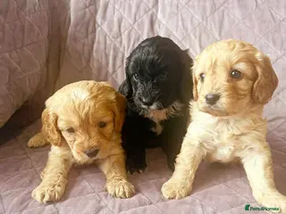 Cavapoo dogs TOY CAVAPOO PUPPIES mini - Advert 3