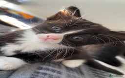 Mixed Breed cats for sale: siamese x siberian tuxedo kittens - Advert 15