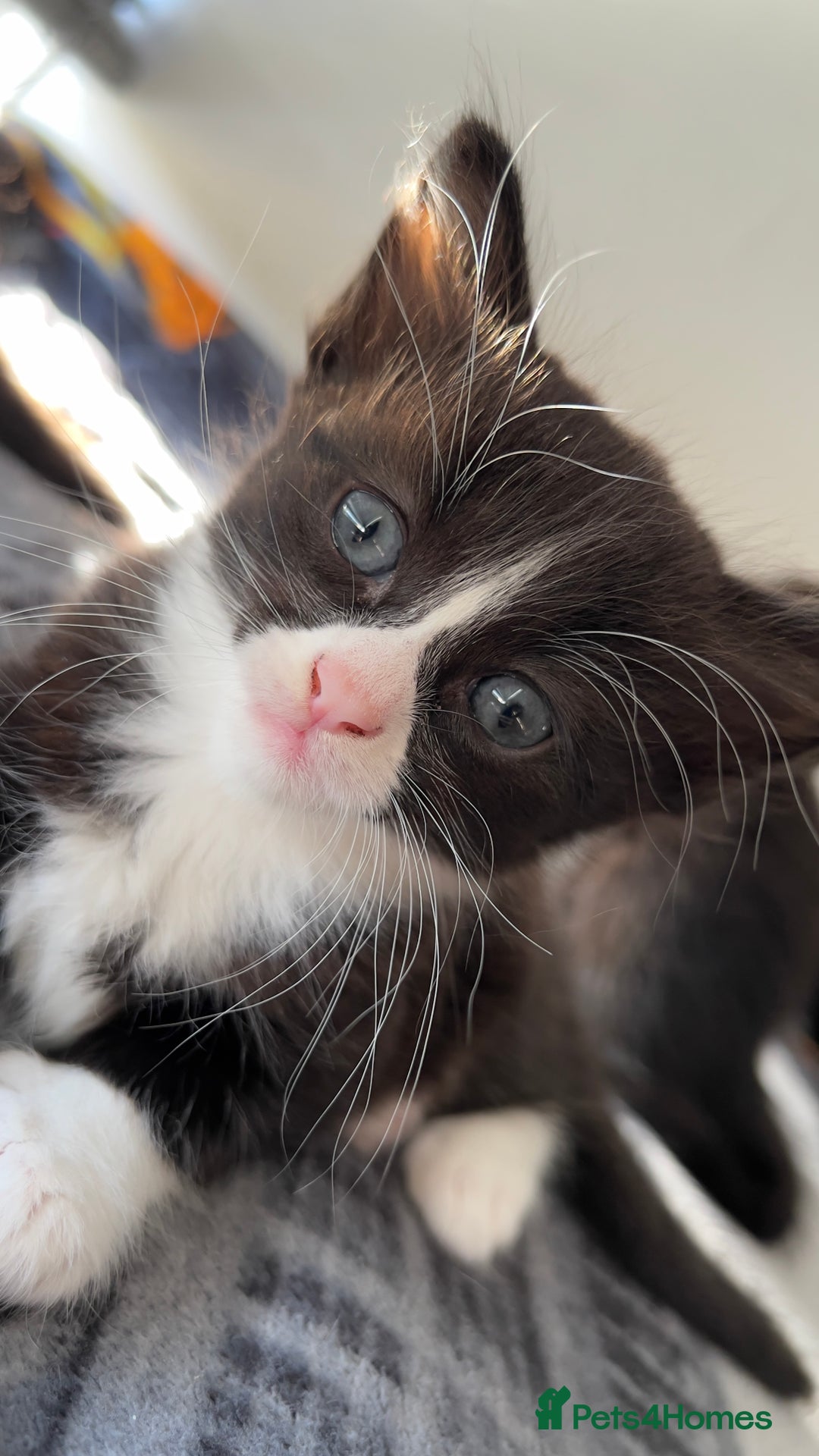 Mixed Breed cats for sale: siamese x siberian tuxedo kittens - Advert 15