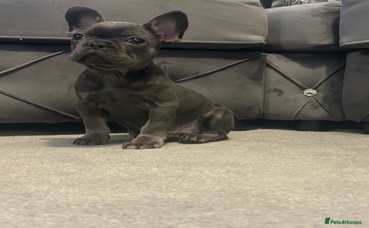 French Bulldog dogs Fluffy carriers  *READY NOW* KC registered - Advert 7