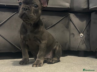 French Bulldog dogs Fluffy carriers *READY NOW* KC registered - Advert 7