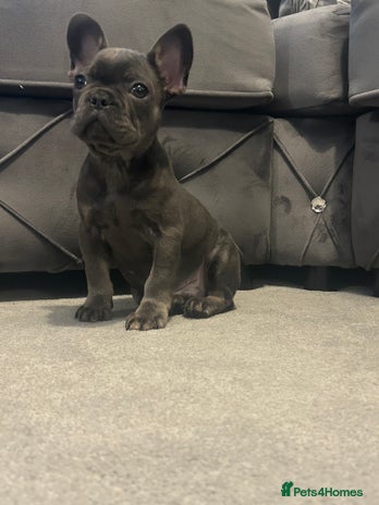 French Bulldog dogs Fluffy carriers *READY NOW* KC registered - Advert 7