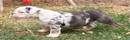 Olde English Bulldogge dogs for sale: 🐾2 Olde English bulldog puppies left 🐾 - Advert 3