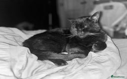 Bombay cats for sale: Black male cat - Image 4