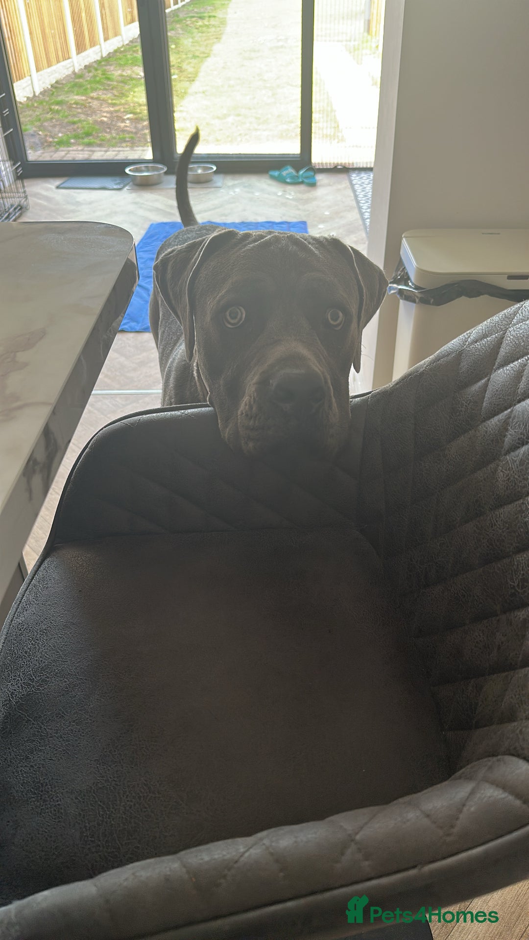 Cane Corso dogs for sale: Rehoming Stanley - Advert 7